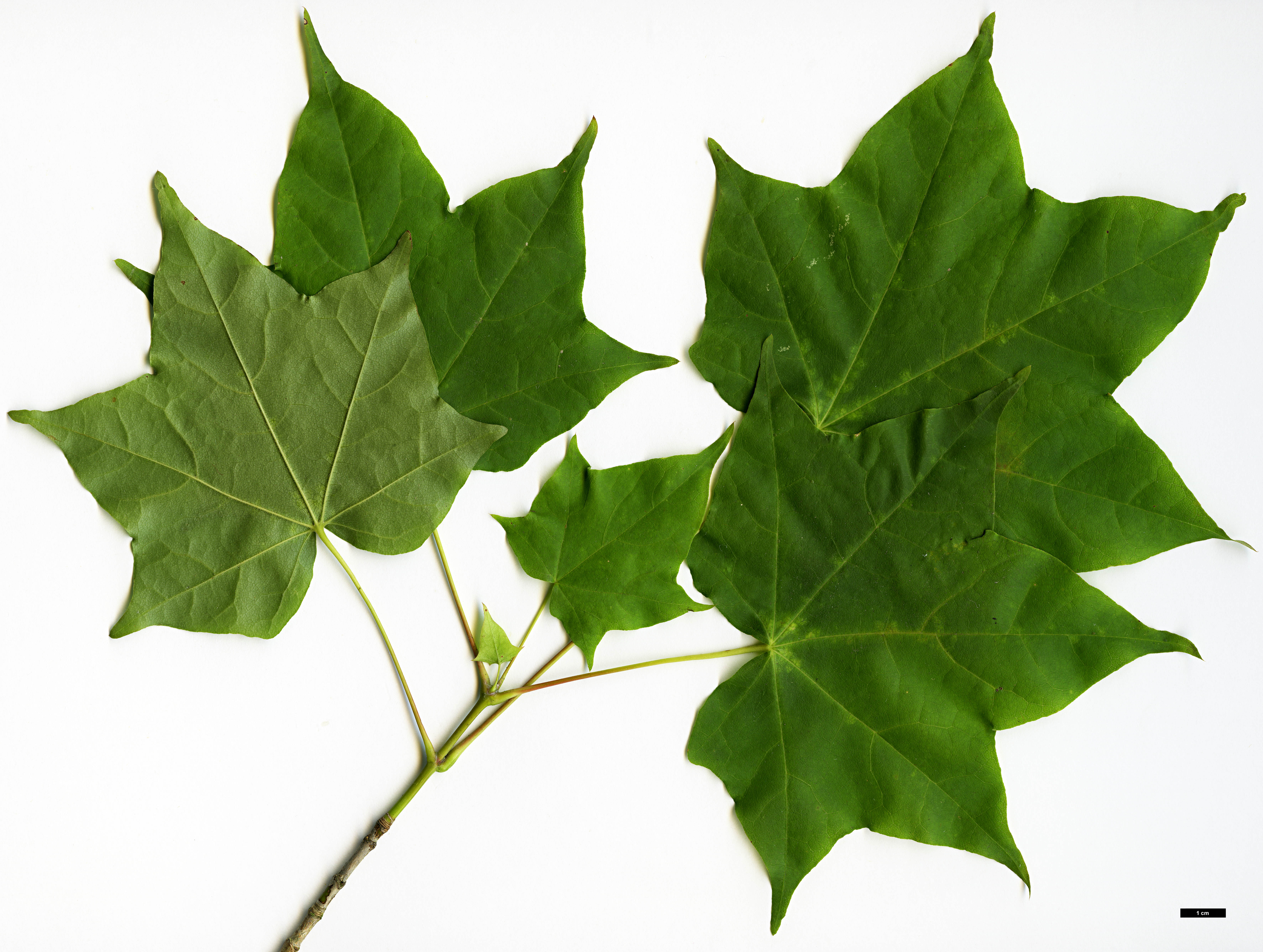 High resolution image: Family: Sapindaceae - Genus: Acer - Taxon: pictum - SpeciesSub: subsp. ambigum